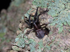 Segestria florentina
