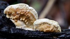 Truncospora mexicana