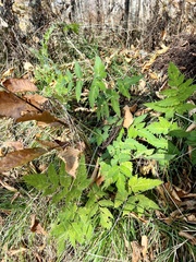 Angelica triquinata
