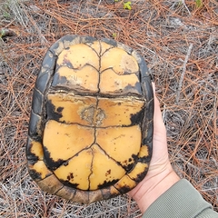 Terrapene carolina major