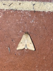 Helicoverpa punctigera