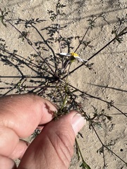 Coreocarpus