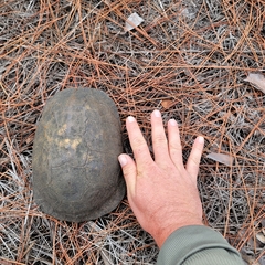 Terrapene carolina major