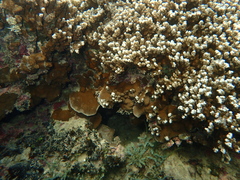 Porites rus