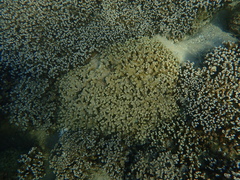 Porites rus