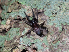 Segestria florentina