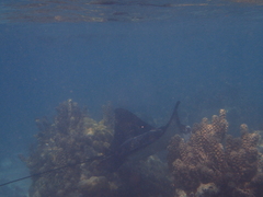 Aetobatus ocellatus