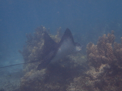 Aetobatus ocellatus