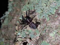 Segestria florentina