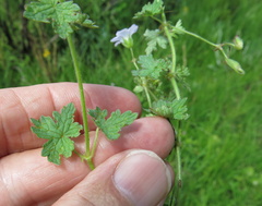 Geranium schlechteri