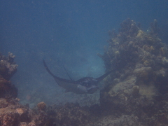 Aetobatus ocellatus