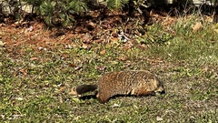 Marmota monax