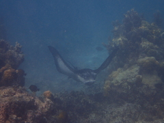 Aetobatus ocellatus