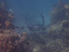 Aetobatus ocellatus