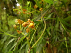 Cyrtochilum