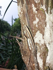 Cyathea cunninghamii