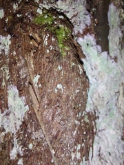 Cyathea cunninghamii