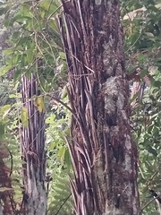 Cyathea cunninghamii