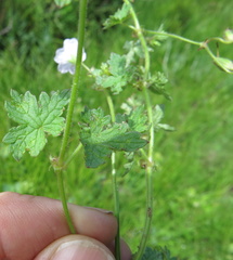 Geranium schlechteri