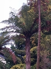 Cyathea cunninghamii