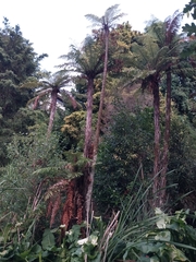 Cyathea cunninghamii