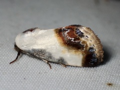 Acontia cretata