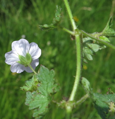 Geranium schlechteri