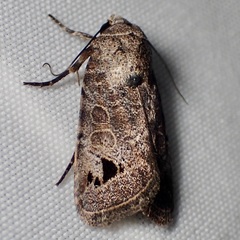 Anorthodes triquetra