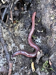 Eisenia fetida