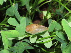 Drusia valenciennii