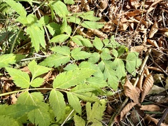 Angelica triquinata