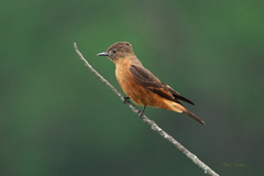 Hirundinea ferruginea