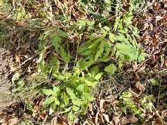 Angelica triquinata