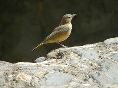 Ammomanes deserti