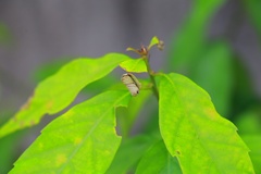 Agomadaranus pardalis