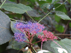 Hydrangea aspera