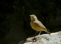 Ammomanes deserti