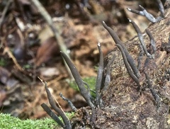 Xylaria allantoidea