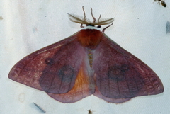 Saturniidae