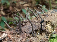 Xylaria allantoidea