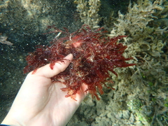 Amansia