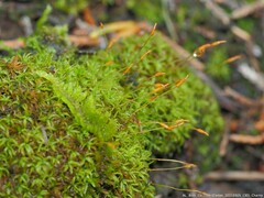 Tortella humilis