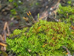Tortella humilis