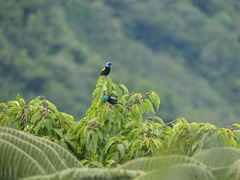 Stilpnia cyanicollis