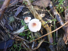 Lepiota