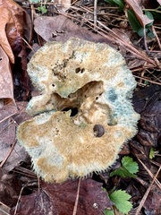 Lactarius paradoxus