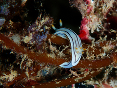 Chromodoris lochi