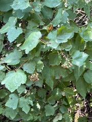 Physocarpus malvaceus