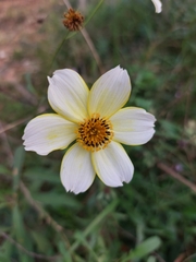 Bidens aurea