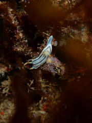 Chromodoris lochi